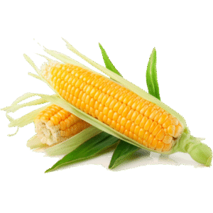 Organic Sweet Corn