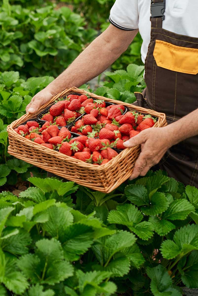 Crop%20Core%20Agro%20Pvt