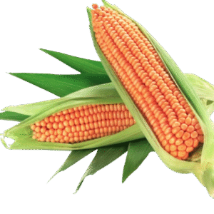 Maize-Cleaned 50kg