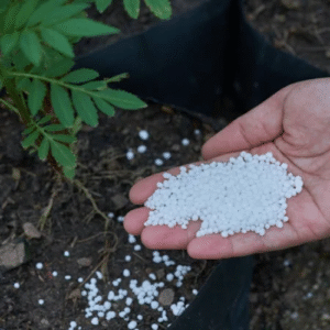 Urea Fertilizer