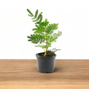 Shami Plant